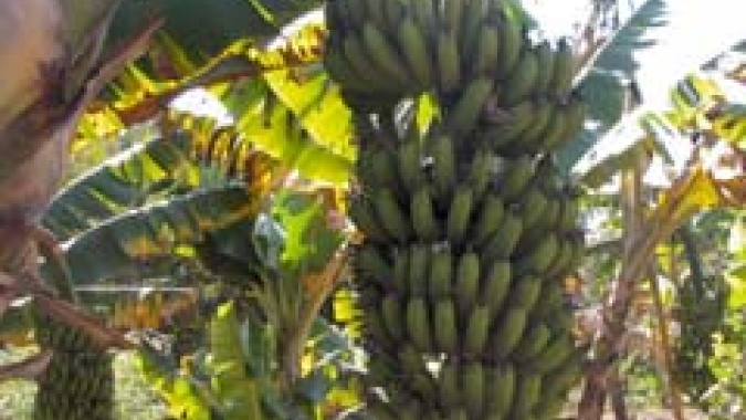Banana/Cepea: Chegou a hora? Preços da nanica sinalizam alta na Ceagesp