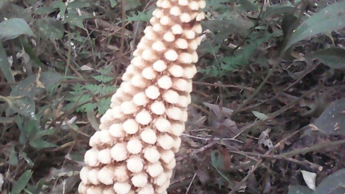 Cogumelo hiratake é o destaque da semana (01 a 05/04) no atacado da CEAGESP