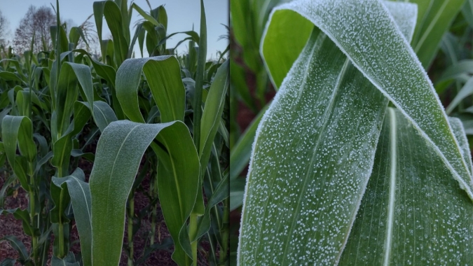 Geada atinge áreas do milho safrinha no Paraná; frio continua e Inmet mantém riscos no RS, SC e em pontos do PR, SP e MG