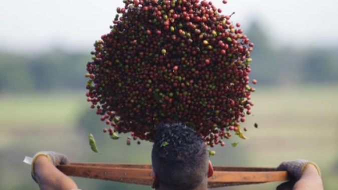 Calor extremo no Brasil preocupa e arábica sobe mais de 200 pontos em Nova York