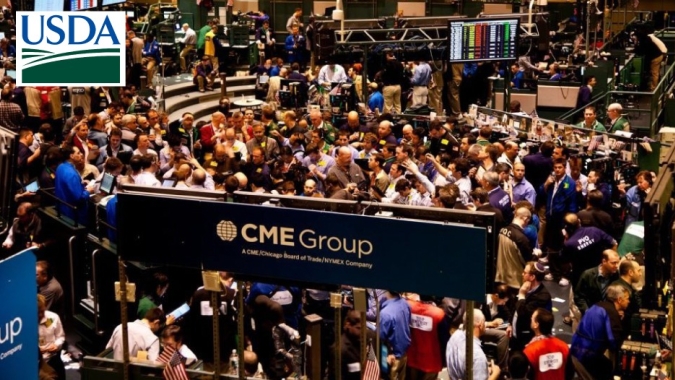 Em dia de USDA, mercado da soja opera com estabilidade na Bolsa de Chicago nesta 3ª feira
