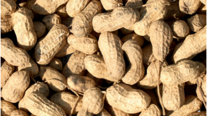 Zoneamento agrícola do amendoim já está disponível para todos os estados