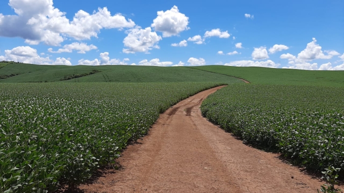 Tocantins aprimora medidas de defesa fitossanitária para fomentar produção de sementes de soja