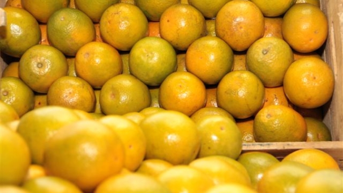 Citros/Cepea: Feriado nacional limita demanda, mas preços seguem firmes