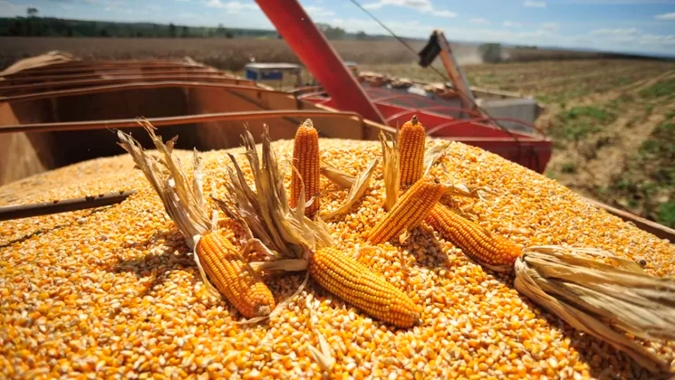 Conab indica colheita do milho em 6,7% e produtividades acima do esperado no Mato Grosso