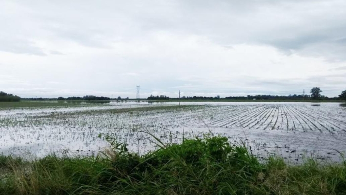 Argentina: por conta das chuvas, Bolsa de Rosário diminui estimativa para área de soja