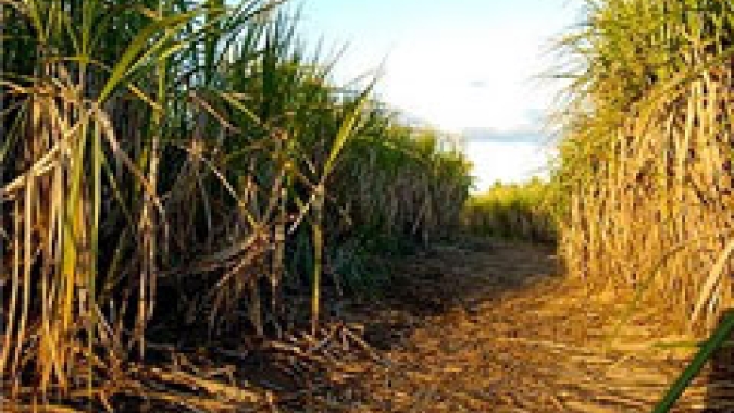 Começa esta semana pesquisa de campo sobre cana-de-açúcar
