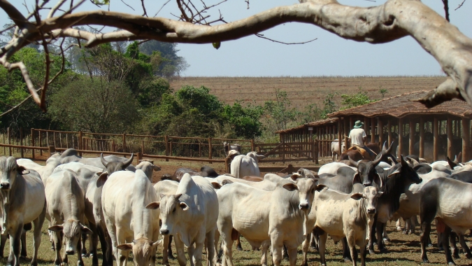 Boi: Entrada de animais de safra será comedida e mercado deve seguir sustentado, diz Itaú BBA