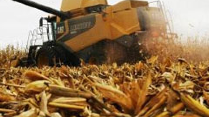 Imea aponta início da colheita do milho no MT e destaca margens apertadas para os produtores