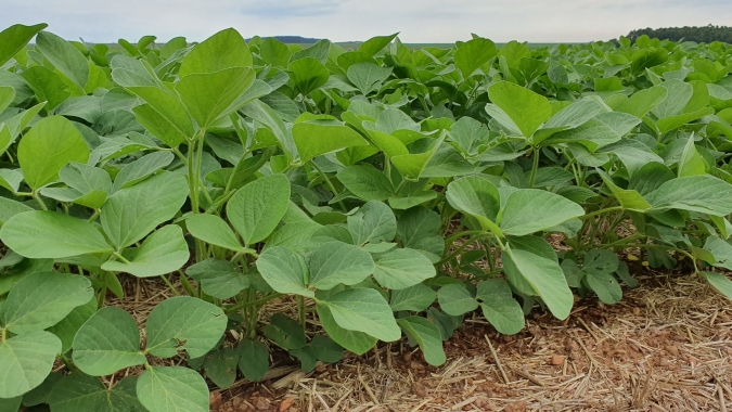 Zoneamento Agrícola da soja é publicado para os estados de Alagoas, Amapá, Roraima e Sergipe