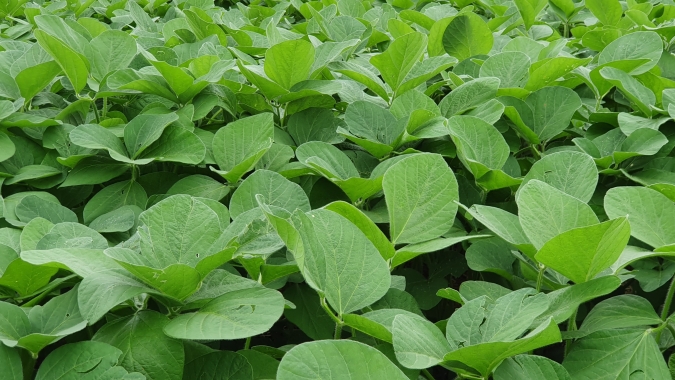 For Farmer Innovation cria plataforma para conectar agricultores aos prestadores de serviço de pulverização com drones