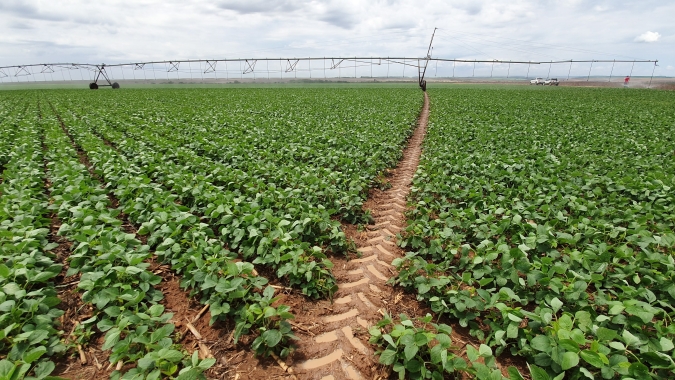 FecoAgro/RS: Custos para produção de soja e milho apresentam forte alta