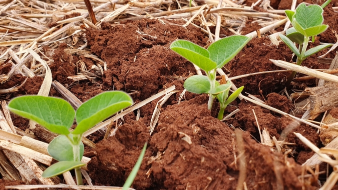 AgRural: Plantio de soja e milho avança rápido, mas estiagem no RS segue no radar