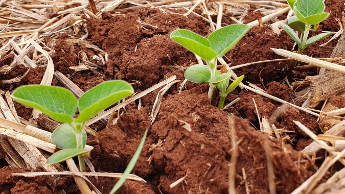 Argentina: Plantio da soja chega aos 56,1% da área, estima Bolsa de Cereales de Buenos Aires
