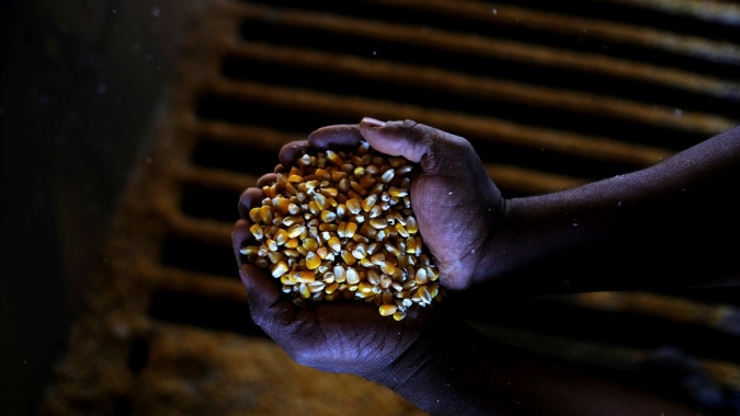 Milho: Chicago segue trigo e cereal brasileiro mais competitivo com recuos nesta 3ªfeira