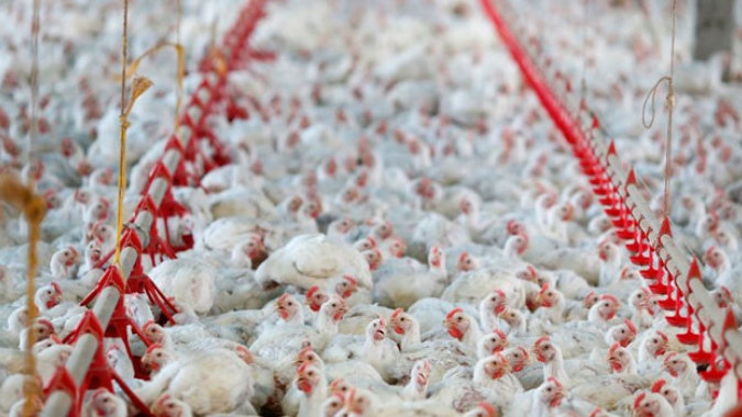 Frango vivo paulista fechou quarta semana de abril com novo reajuste de preço
