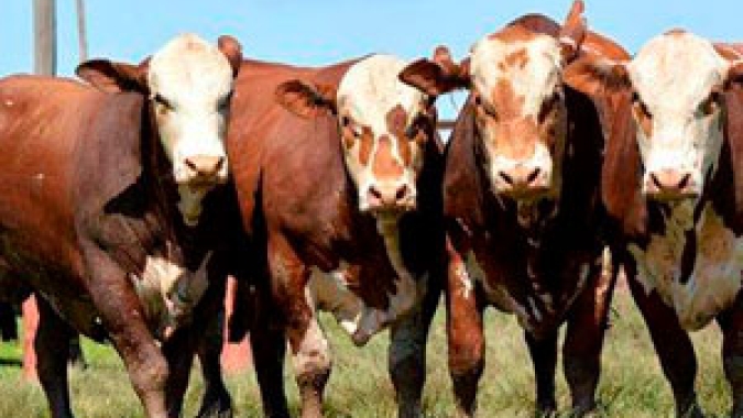 Nutrição e reprodução marcaram palestras do curso de jurados da Nacional Hereford e Braford
