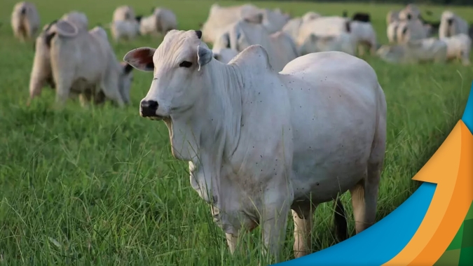 Boi/Cepea: Poder de compra de pecuarista que faz recria-engorda melhora em março