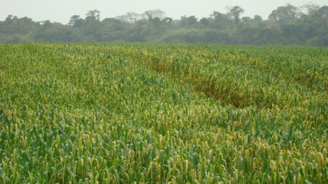 Semeadura do trigo em solo encharcado aumenta os riscos com mosaico