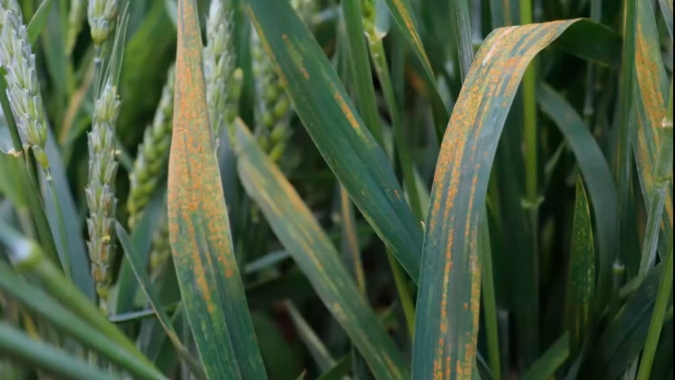 Ferrugem linear do trigo aparece em lavouras do Rio Grande do Sul e produtor precisa ficar atento e agir rápido