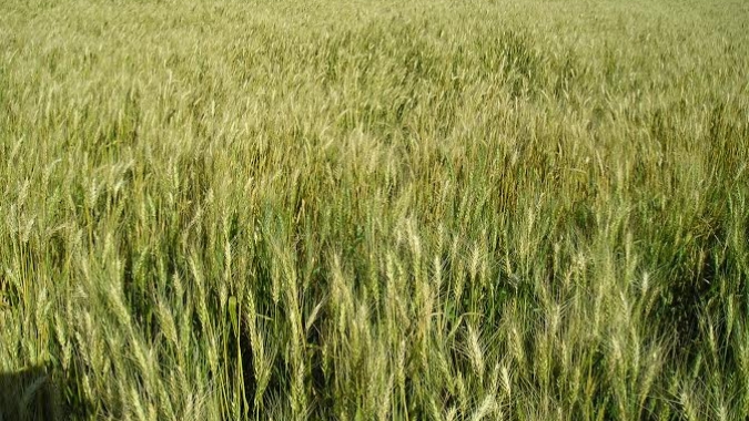 Trigo: nutrição adequada das plantas é essencial para mitigar estresses climáticos