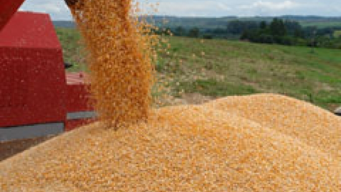 Milho/Cepea: Com produtores voltados ao campo, cotação segue estável