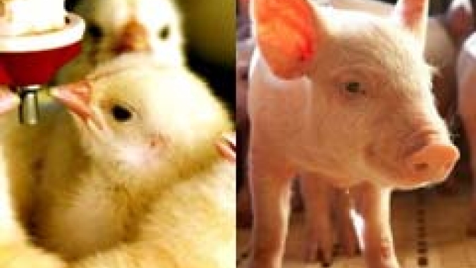 Do Suíno light à carne cultivada em laboratório, Embrapa Suínos e Aves completou 48 anos