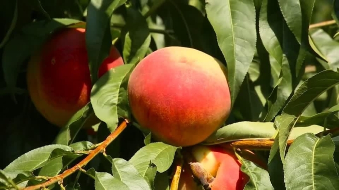 Variedades precoces de pêssego estão na maturação e colheita
