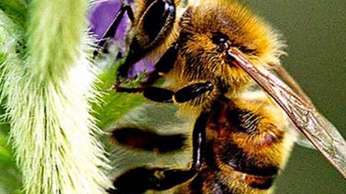 Abelhas impactam a produtividade da soja, por Décio Gazzoni