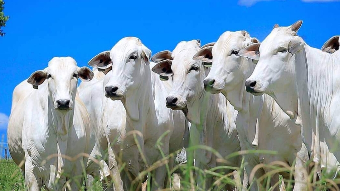 Boi: ociosidade nos frigoríficos passa de 60%, com arroba cara e falta de animais, diz Stonex