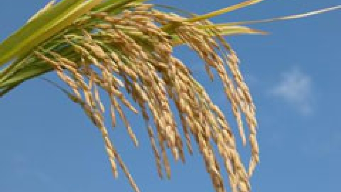 Arroz/Cepea: Indicador recua 14% em novembro
