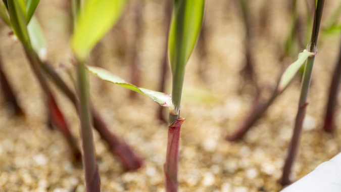 Novas tecnologias podem aumentar em mais de 30% produtividade da cana até 2040 e evitar aumento de área plantada