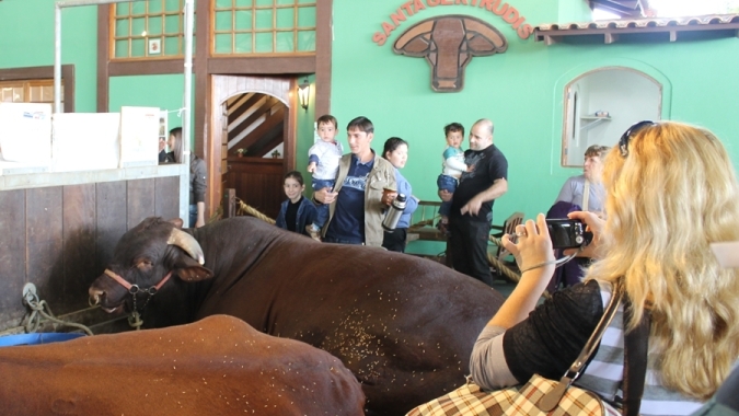 Raça Santa Gertrudis é uma das atrações da 46ª Expointer em Esteio/RS