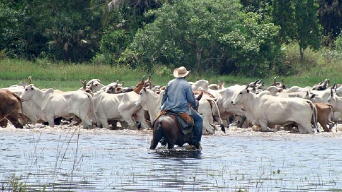 Setor da pecuária vê mudança de governo com preocupação e espera que o presidente eleito olhe com carinho para o agronegócio