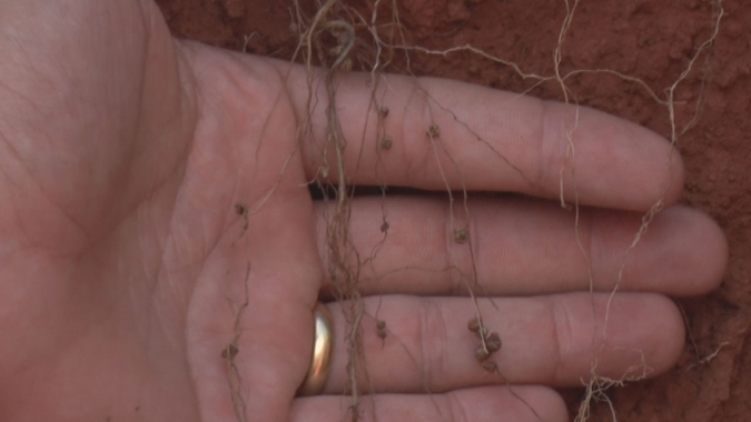 Plantas de cobertura podem ajudar o desenvolvimento do solo e aumento da produtividade da soja