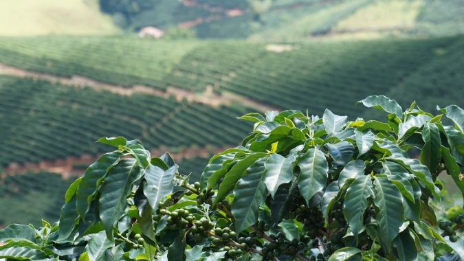 Exportador de café Terra Forte tem plano de recuperação judicial homologado