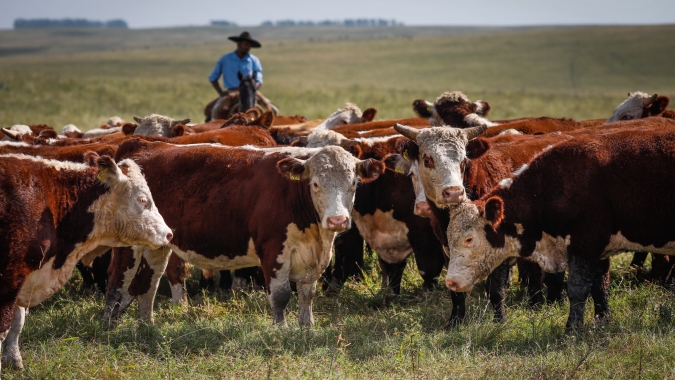 Cotação boi gordo registrou alta de 2,13% no Mato Grosso, aponta IMEA