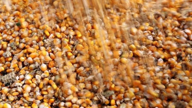 Exportação de milho do Brasil poderá cair no ciclo 22/23, indica Safras & Mercado