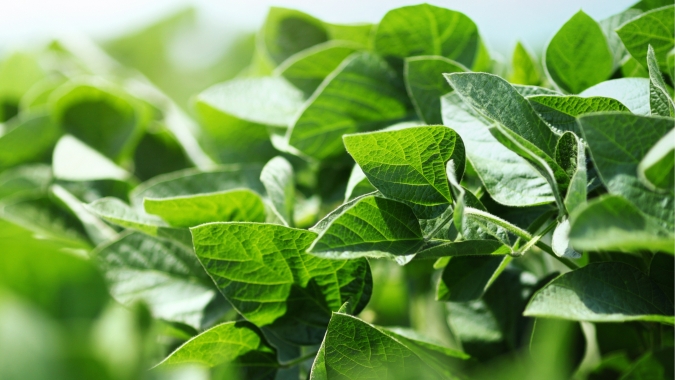 Mapa e Fiocruz identificam 26 produtos da biodiversidade com potencial de mercado