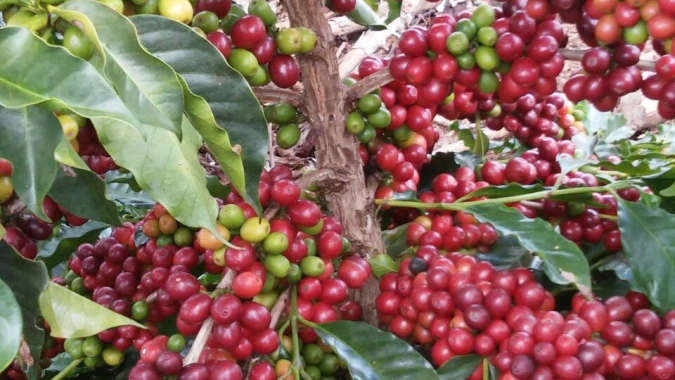 Preço do café arábica recua em mais de 3% em NY no início da tarde desta 6ª feira (14)