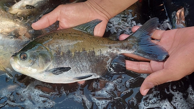 Protocolo identifica risco de contaminação entre viveiros de peixes de uma mesma bacia hidrográfica