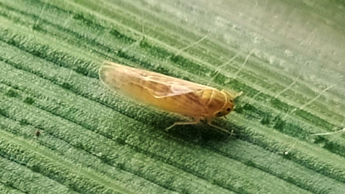 Bioinseticida natural obtido por fermentação líquida controla cigarrinha-do-milho
