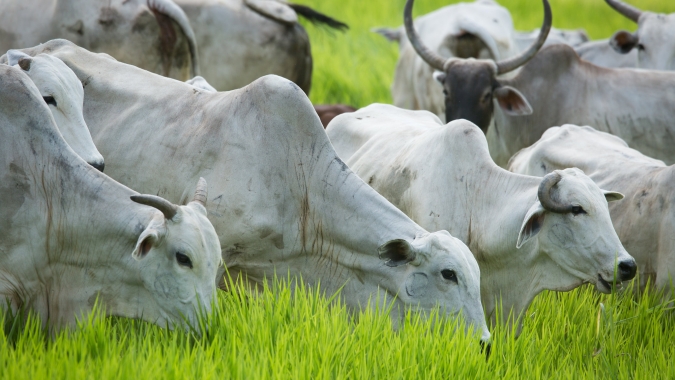 Plataforma Agrobrazil aponta cenário de forte valorização nas cotações médias de São Paulo e Mato Grosso do Sul