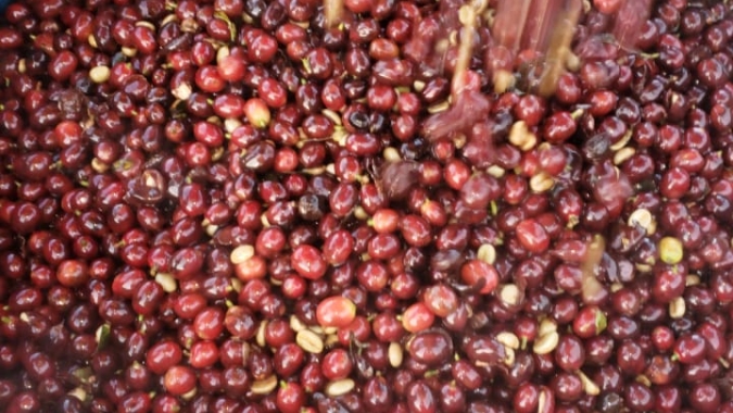 Café: Safras estima colheita 2022/23 no Brasil em 75% até 26/julho
