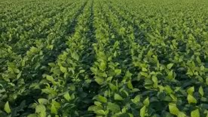 Adapec publica Instrução Normativa adequando janela de plantio da soja a portaria do Ministério da Agricultura