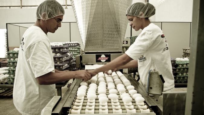 Ovos/Cepea: Preço sobe em junho e sustenta poder de compra frente ao milho