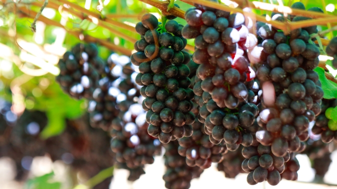 Produtores de uvas e vinhos devem se cadastrar até maio em novo sistema do Mapa
