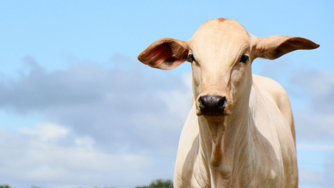 Bem-estar animal é componente agregador de valor e de competitividade no setor de proteína animal, segundo especialistas