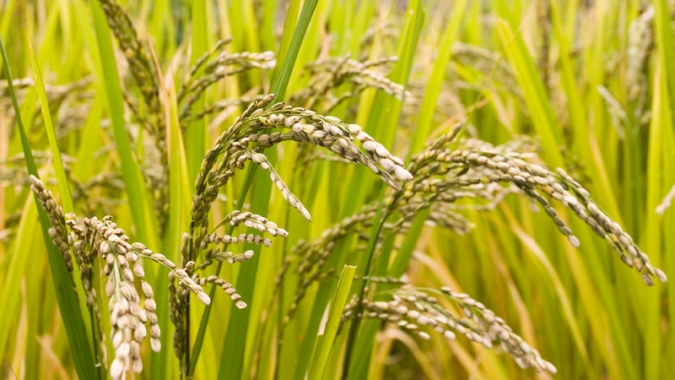 Mercado de arroz se despede de novembro desafiando expectativas