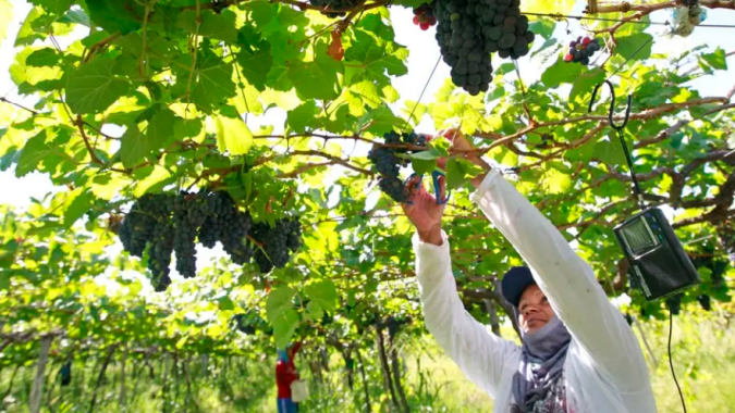 Aumentam as exportações de frutas do Vale do São Francisco
